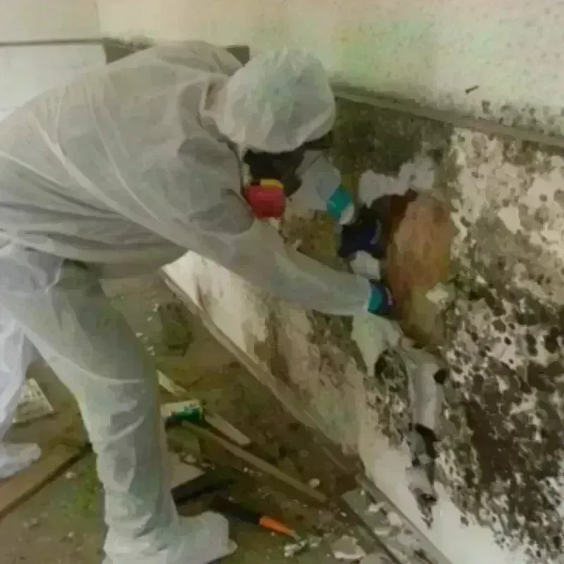 Mold Remediation and Removal in Mountain House, CA